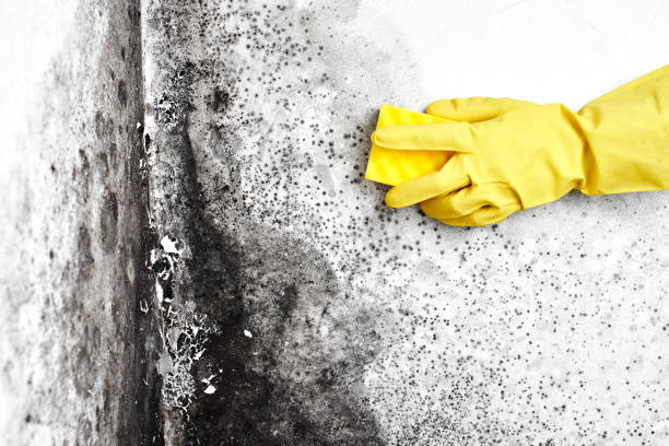 Reliable Galax, VA Mold Remediation Solutions